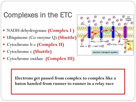 inhibitors of electron transport chain ppt